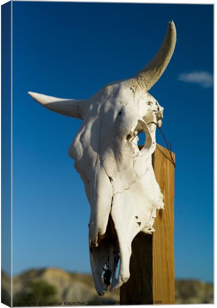 White Texan Cattle Skull with Horns  Canvas Print by Dietmar Rauscher