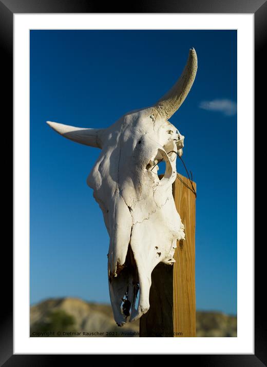 White Texan Cattle Skull with Horns  Framed Mounted Print by Dietmar Rauscher