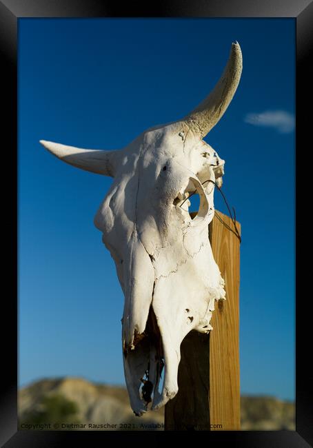 White Texan Cattle Skull with Horns  Framed Print by Dietmar Rauscher