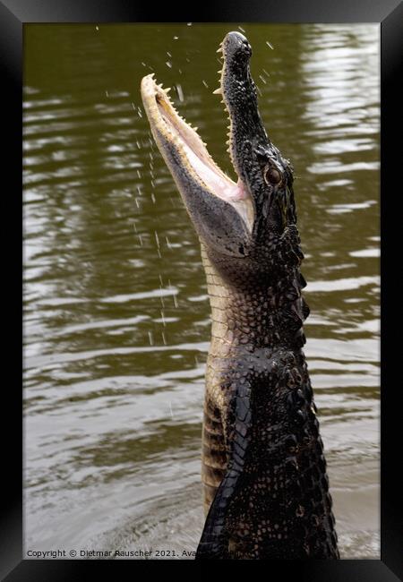 Alligator Jumps Out of the Water Framed Print by Dietmar Rauscher