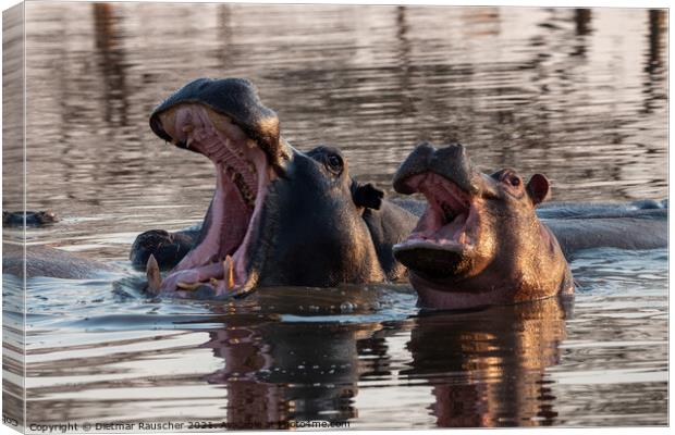 Two Hippos with Open Mouths Canvas Print by Dietmar Rauscher