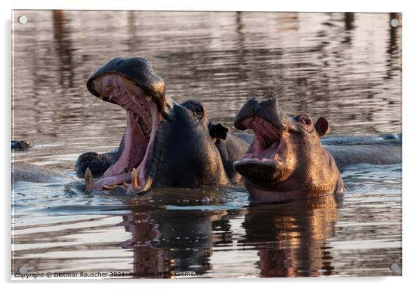 Two Hippos with Open Mouths Acrylic by Dietmar Rauscher