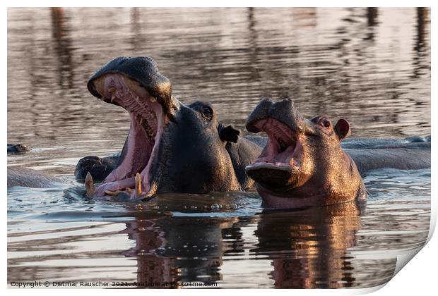 Two Hippos with Open Mouths Print by Dietmar Rauscher