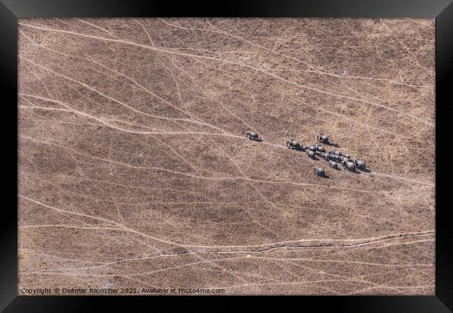Aerial of Elephant Herd in Dry Savanna, Moremi Game Reserve, Bot Framed Print by Dietmar Rauscher