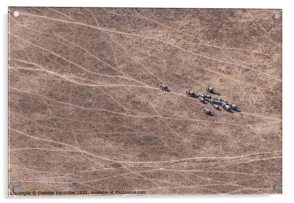 Aerial of Elephant Herd in Dry Savanna, Moremi Game Reserve, Bot Acrylic by Dietmar Rauscher