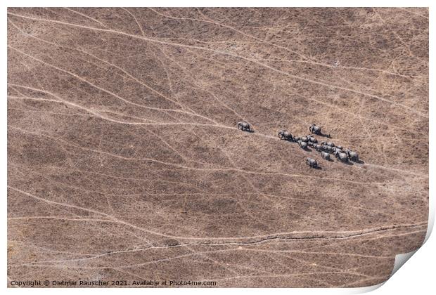 Aerial of Elephant Herd in Dry Savanna, Moremi Game Reserve, Bot Print by Dietmar Rauscher