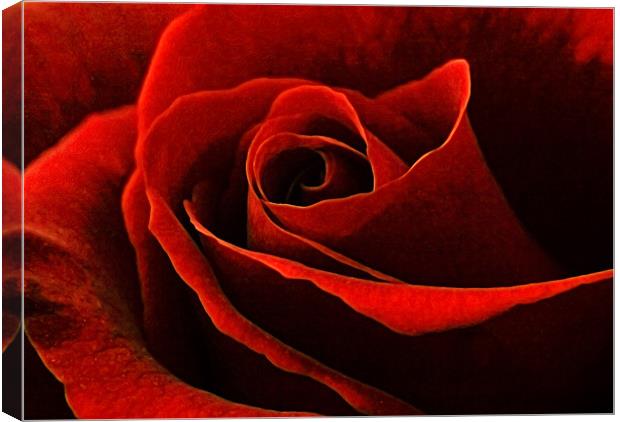 Rose Canvas Print by Ray Pritchard