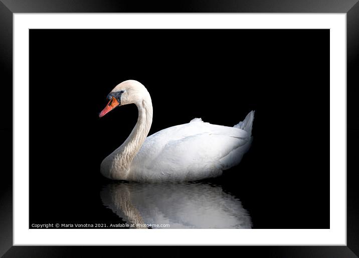 White swan with reflection in the water on black Framed Mounted Print by Maria Vonotna