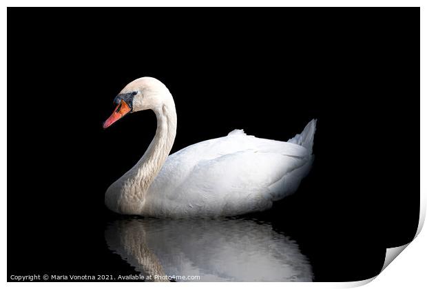 White swan with reflection in the water on black Print by Maria Vonotna