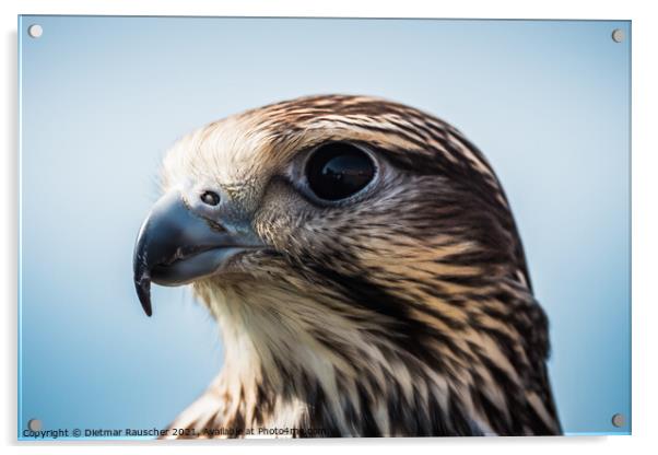 Common Buzzard Head Close-Up Acrylic by Dietmar Rauscher