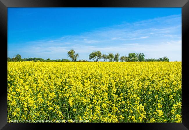 Field with yellow flowers and blue sky in Latvia Framed Print by Maria Vonotna