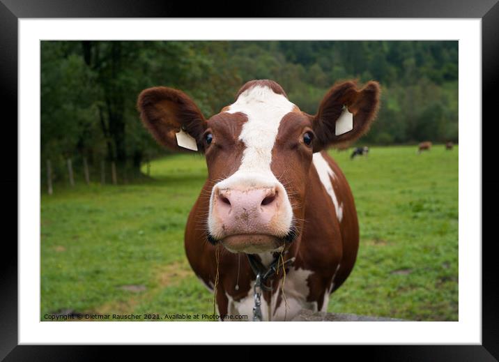 Funny Cow on a Green Pasture Framed Mounted Print by Dietmar Rauscher
