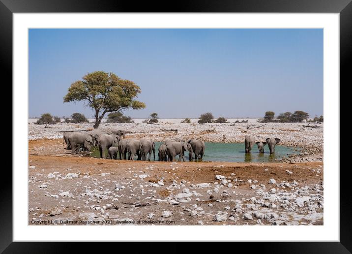 Elephant Herd at Waterhole, Etosha NP Framed Mounted Print by Dietmar Rauscher