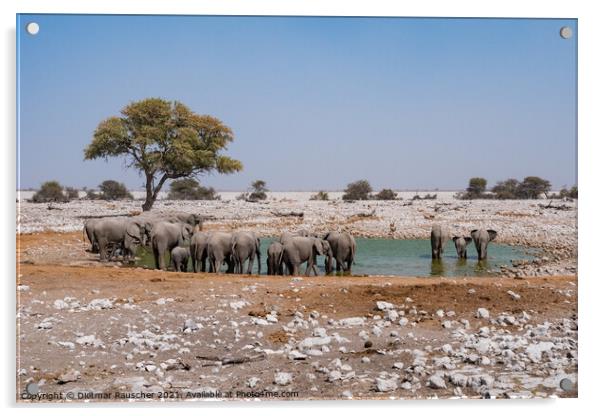 Elephant Herd at Waterhole, Etosha NP Acrylic by Dietmar Rauscher