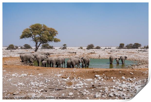 Elephant Herd at Waterhole, Etosha NP Print by Dietmar Rauscher