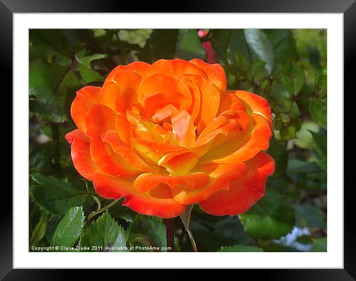 Orange Rose Framed Mounted Print by Claire Clarke