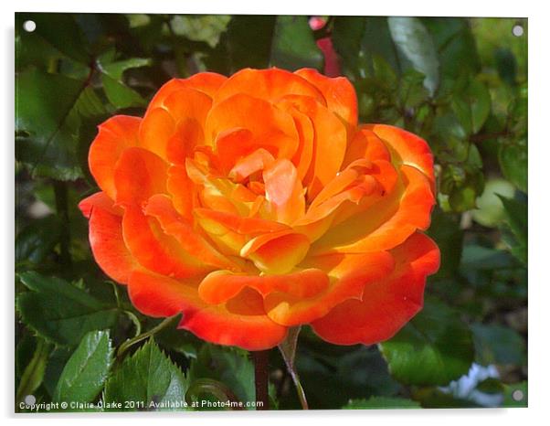 Orange Rose Acrylic by Claire Clarke