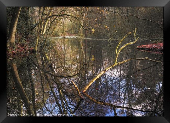 Woodland Reflections Framed Print by Rob Darts