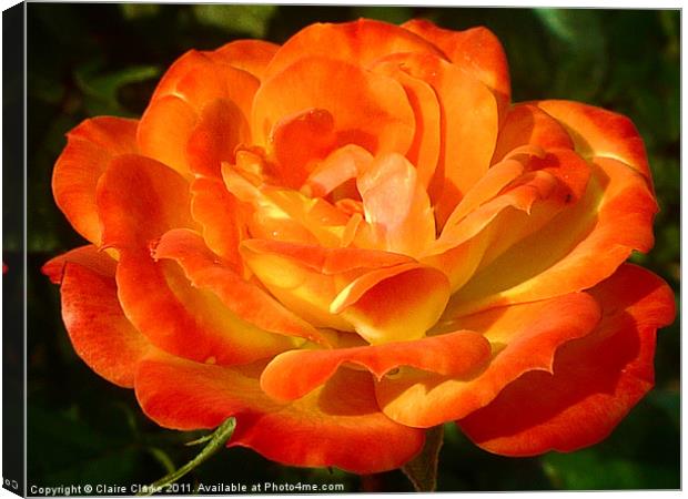 Blossomed Orange Rose Canvas Print by Claire Clarke