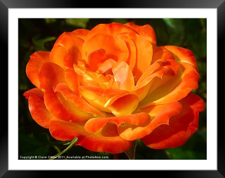 Blossomed Orange Rose Framed Mounted Print by Claire Clarke