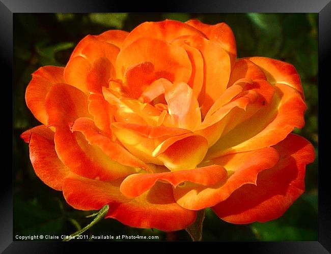 Blossomed Orange Rose Framed Print by Claire Clarke
