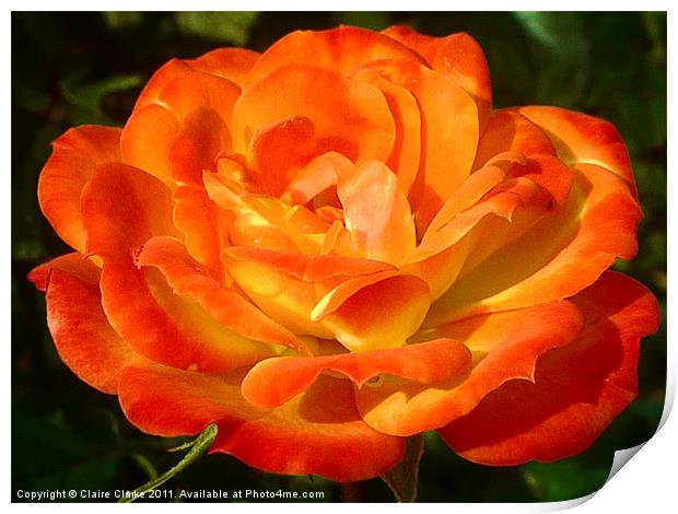 Blossomed Orange Rose Print by Claire Clarke