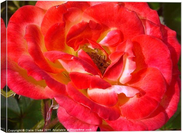 Pink and Red Rose Canvas Print by Claire Clarke