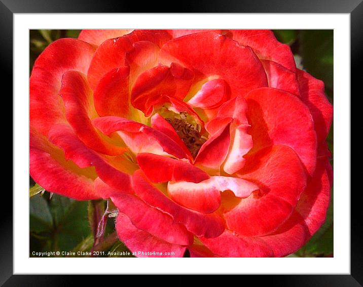 Pink and Red Rose Framed Mounted Print by Claire Clarke