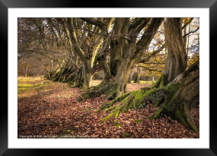 Gnarled Trunks Framed Mounted Print by Rob Darts