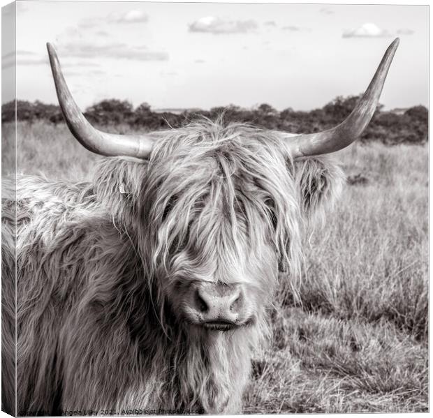 Highland Cow standing in a grassy field Canvas Print by Angela Lilley