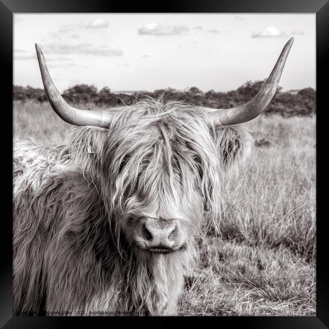 Highland Cow standing in a grassy field Framed Print by Angela Lilley