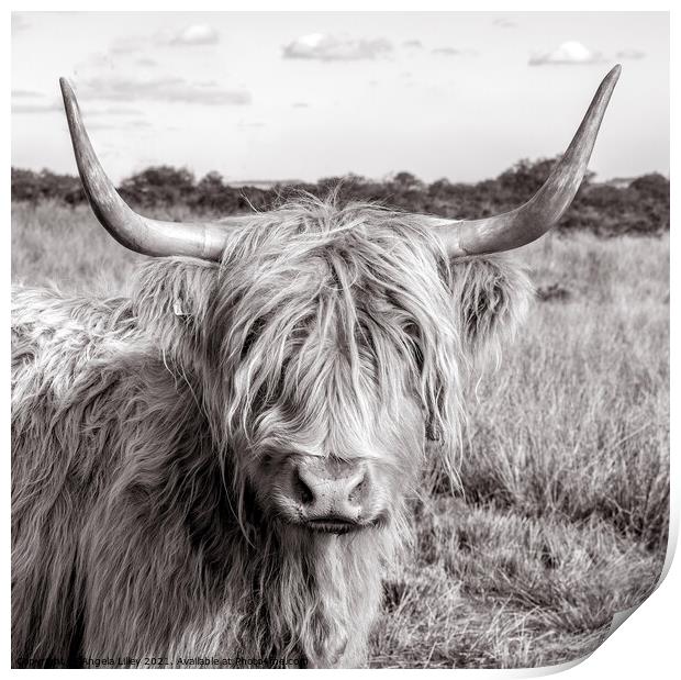 Highland Cow standing in a grassy field Print by Angela Lilley