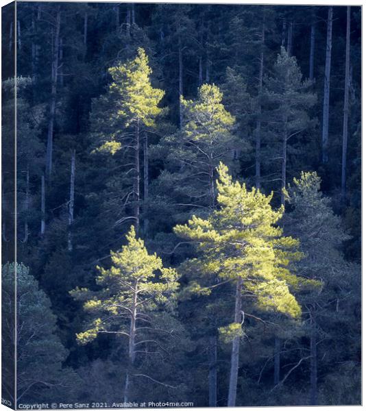 Pines Catching Sunlight Against Background Forest in Shadow Canvas Print by Pere Sanz