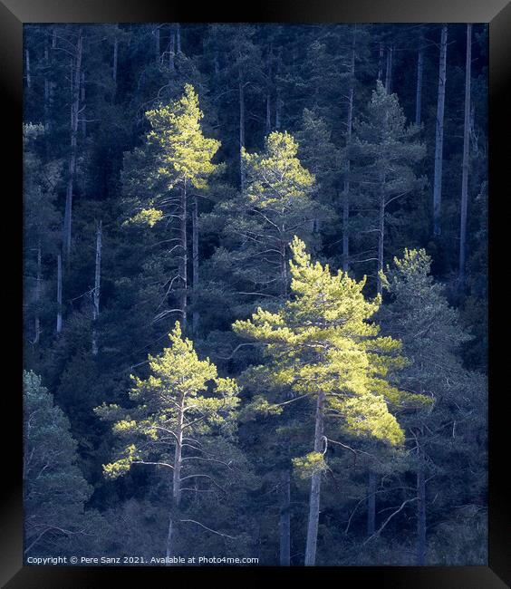 Pines Catching Sunlight Against Background Forest in Shadow Framed Print by Pere Sanz