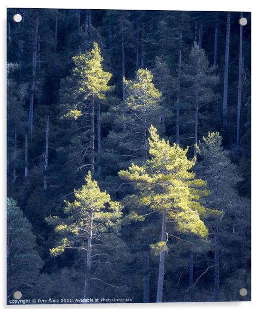 Pines Catching Sunlight Against Background Forest in Shadow Acrylic by Pere Sanz