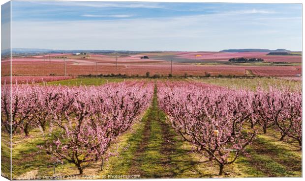 Peach Trees in Early Spring Blooming in Aitona, Catalonia Canvas Print by Pere Sanz