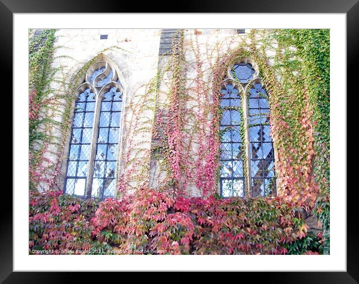 Virginia Creeper, in its autumn colour  Framed Mounted Print by Sheila Eames