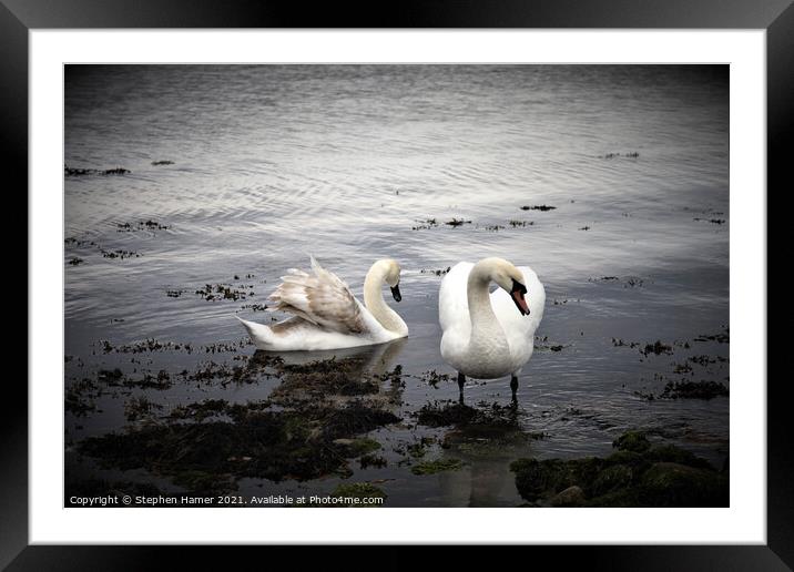 Swans on the Shoreline Framed Mounted Print by Stephen Hamer