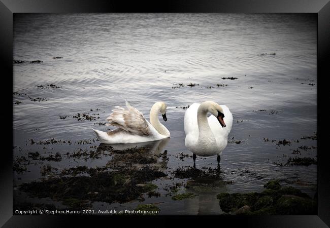 Swans on the Shoreline Framed Print by Stephen Hamer