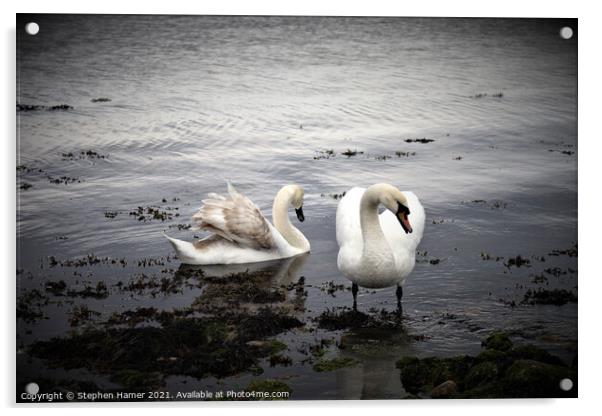 Swans on the Shoreline Acrylic by Stephen Hamer