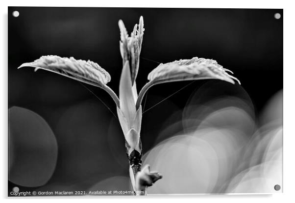 Monochrome Sycamore Sapling Acrylic by Gordon Maclaren
