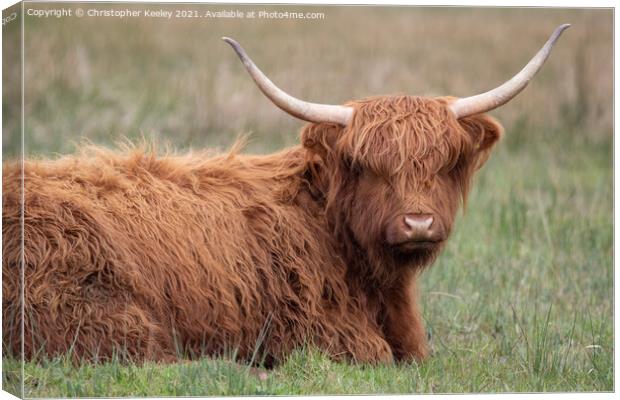 Highland cattle Canvas Print by Christopher Keeley