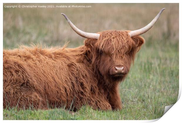 Highland cattle Print by Christopher Keeley