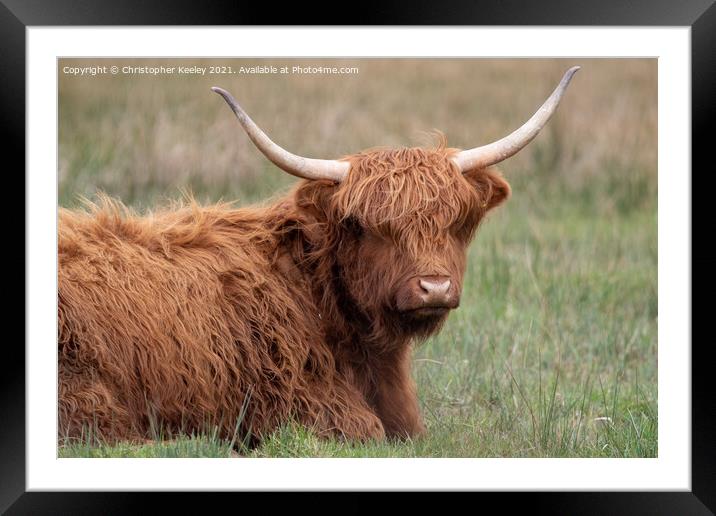 Cute Highland cow Framed Mounted Print by Christopher Keeley