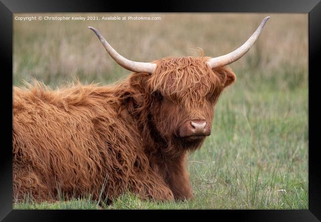 Cute Highland cow Framed Print by Christopher Keeley