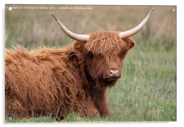 Cute Highland cow Acrylic by Christopher Keeley