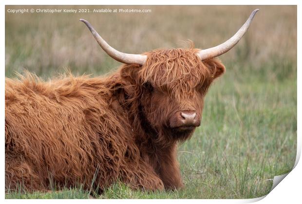 Cute Highland cow Print by Christopher Keeley