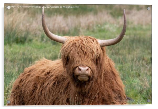 Sitting Highland cow Acrylic by Christopher Keeley