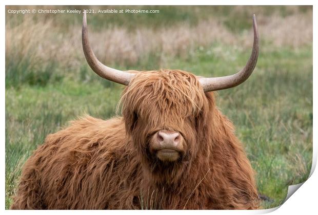 Sitting Highland cow Print by Christopher Keeley