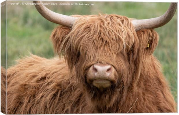 Highland cow close up Canvas Print by Christopher Keeley